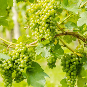 hanging bunches of green grapes