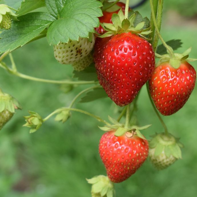 Are Strawberries Good for You?