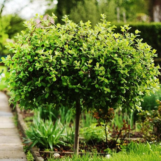 Small tree in garden
