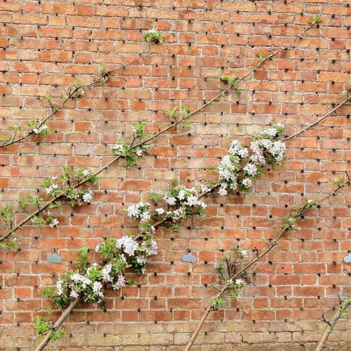 Pillar Fruit Trees: A Guide to Cordon Growing
