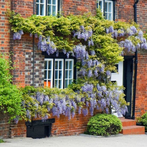 best climbing plants