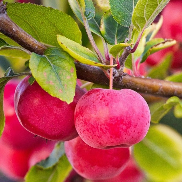 best crabapple trees