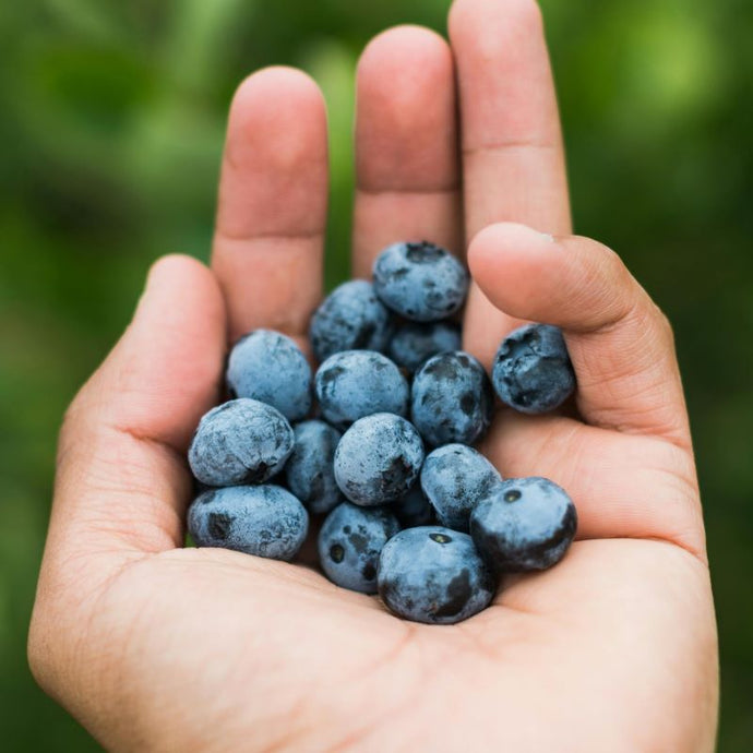 Benefits of Blueberries: Should You Grow Your Own?