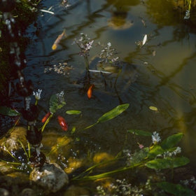 how to keep pond water clear