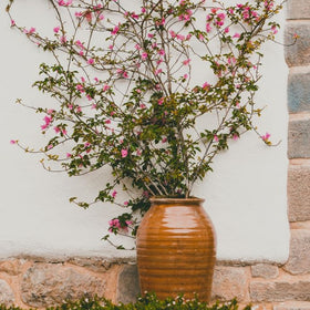 climbing plants for pots