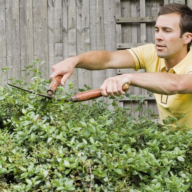 fast growing hedges