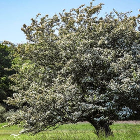 trees for all seasons