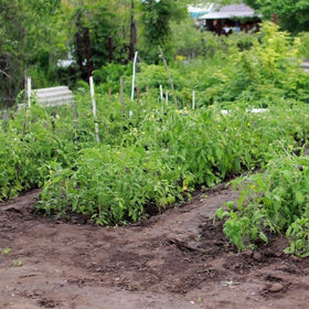 how to plan your vegetable garden