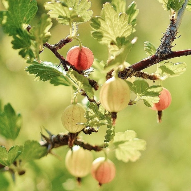 planting fruit bushes