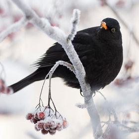 plants for winter wildlife