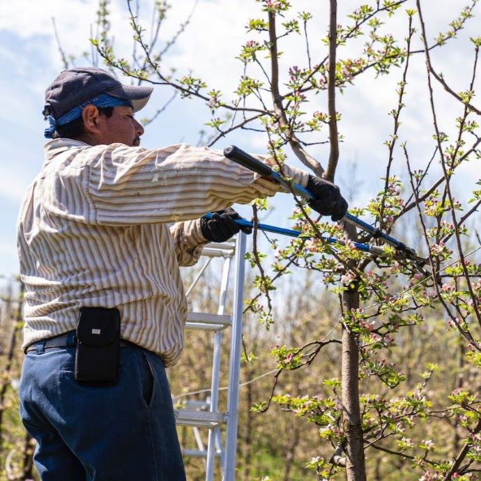 Pruning Cherry Trees: Fruiting and Flowering