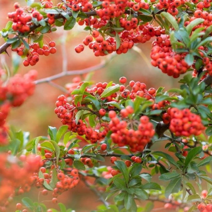 Rowan The Tree of Life Roots Plants