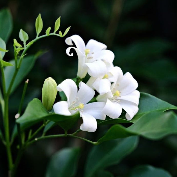 climbing plants for shade