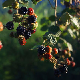 soft fruit plants for shade