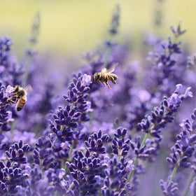 10 Fresh Planting Ideas for Lavender