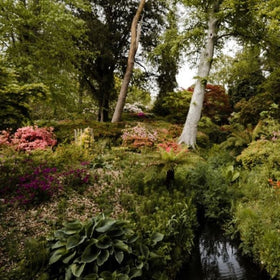 woodland garden plants