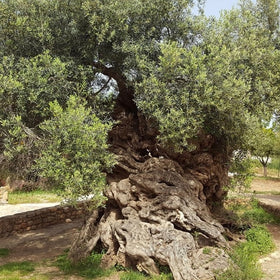 world's oldest trees