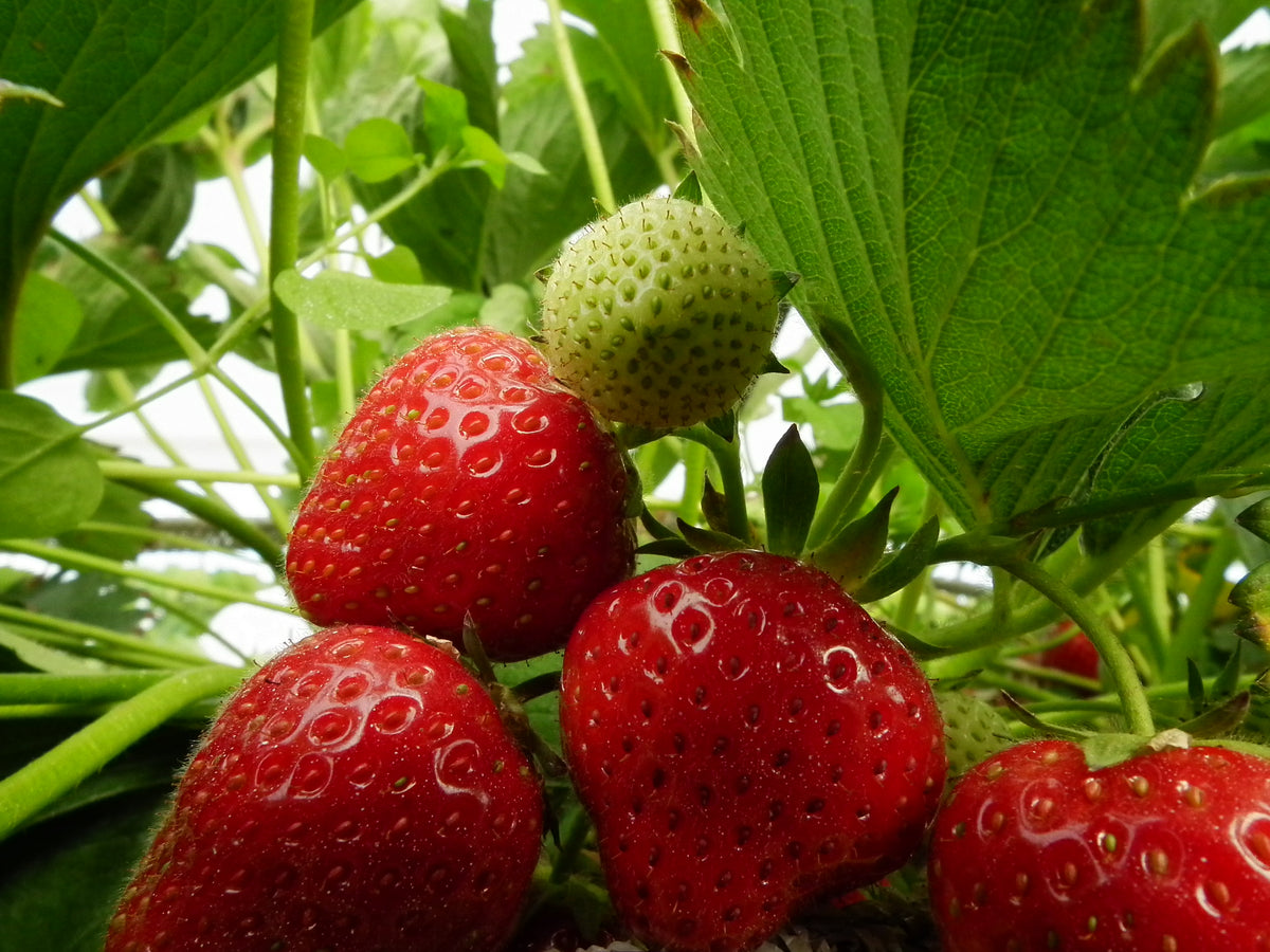 Easiest Fruit to Grow Shop UK Grown Favourites Roots Plants