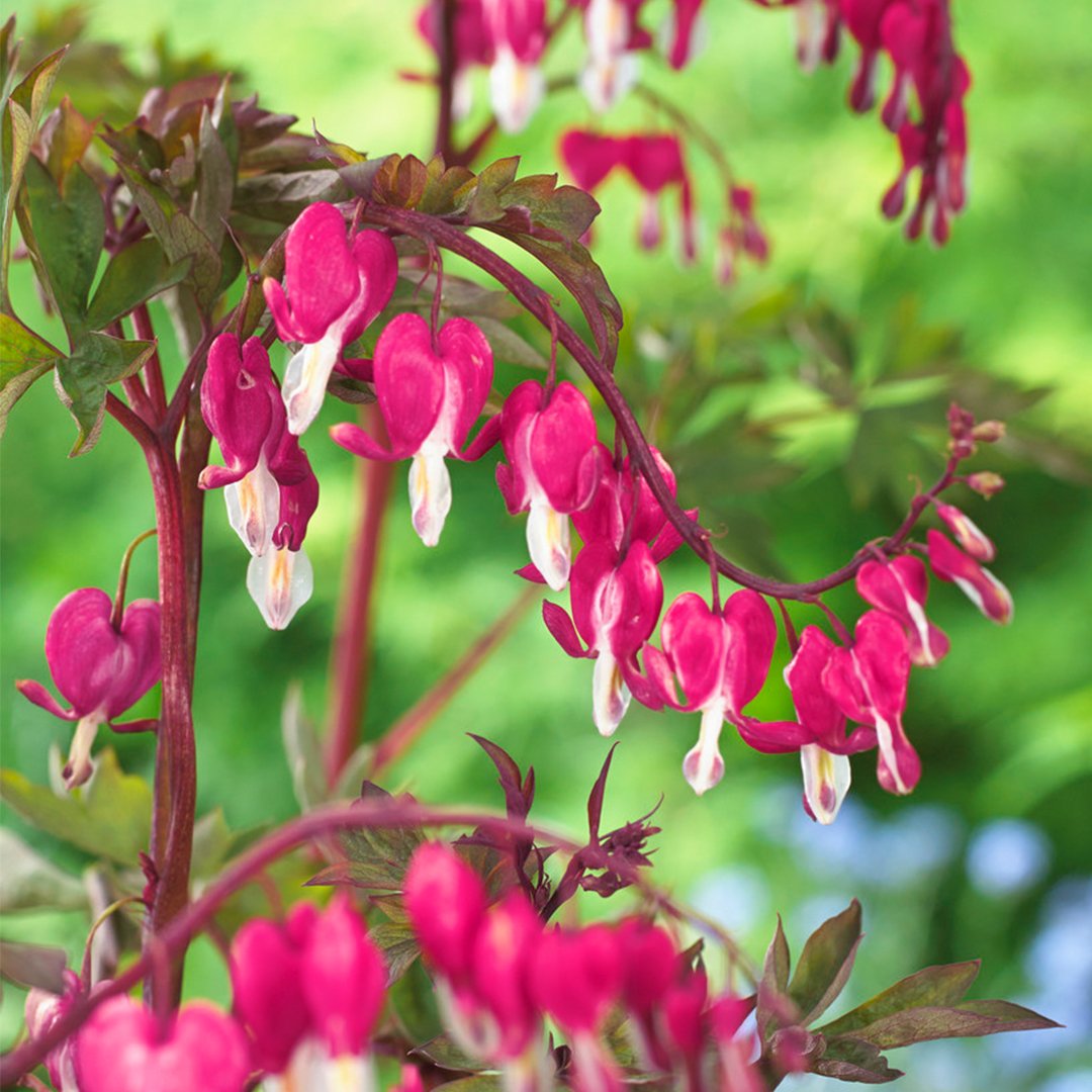 Plants for shade uk discount