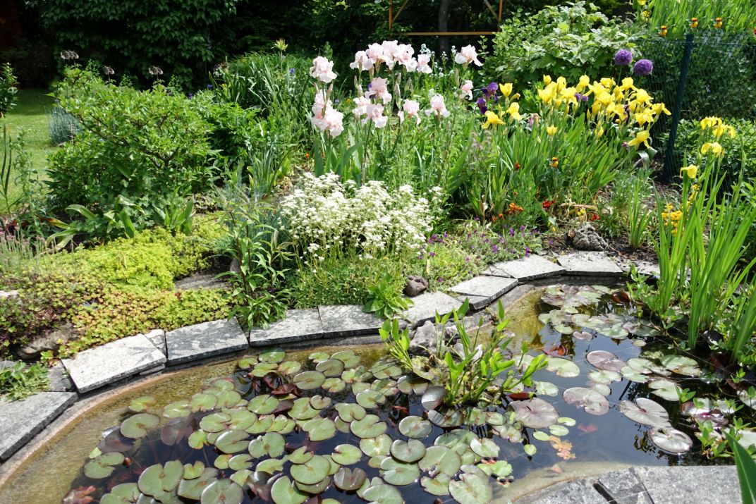 Pond Plant Kits Curated Collections of the Finest Plants Roots Plants