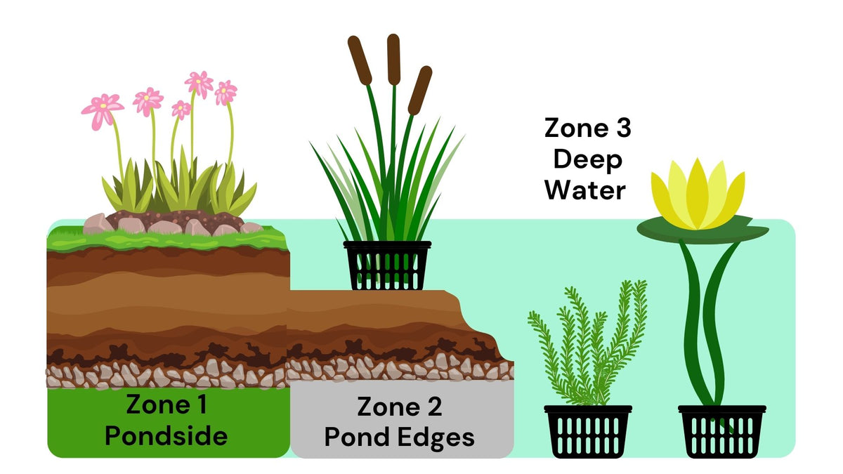 Pond Plants Grown in the UK for a Healthy Pond Roots Plants
