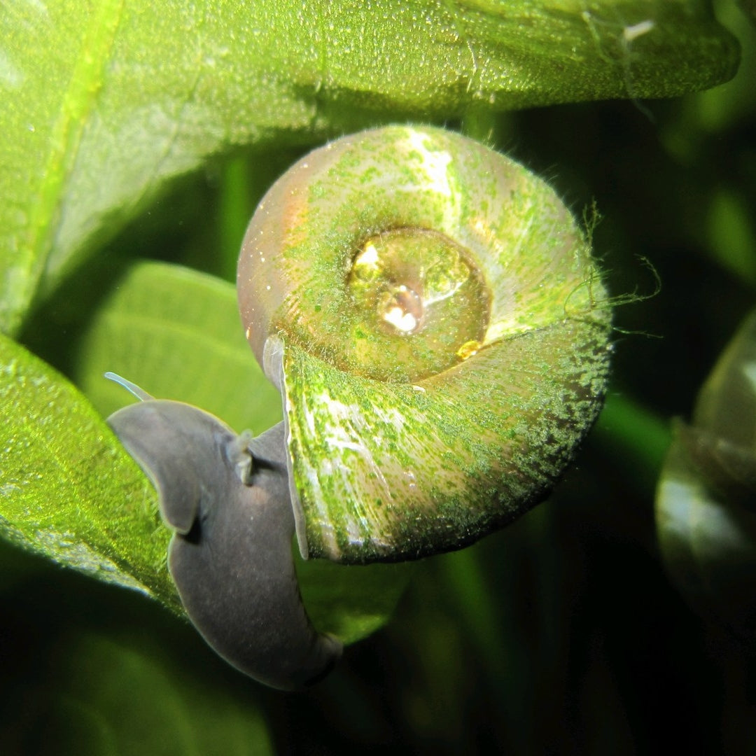 Pond Snails for Sale UK Raised, Carefully Delivered Roots Plants