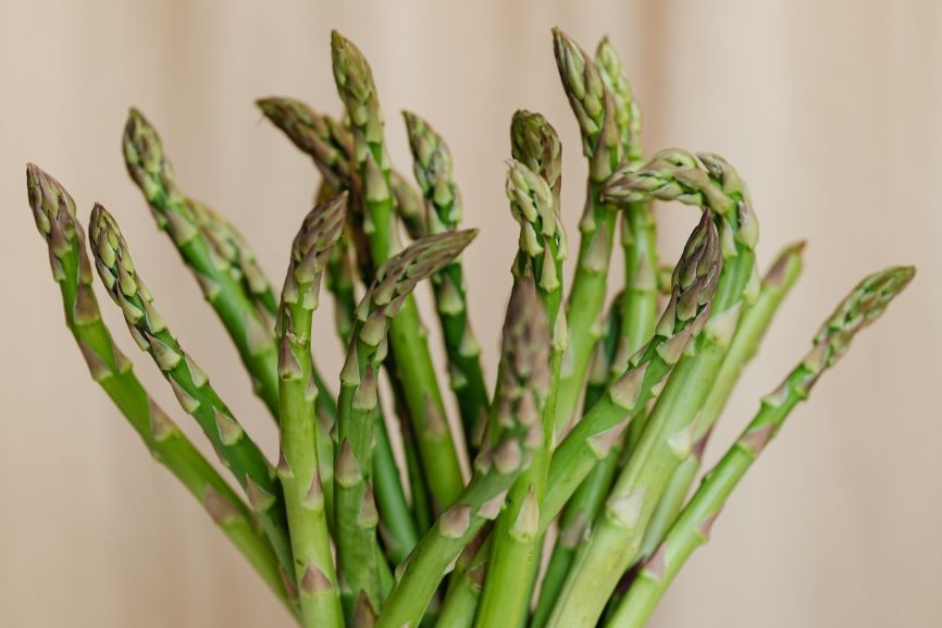 Asparagus Plants for Sale Grown in the UK Roots Plants