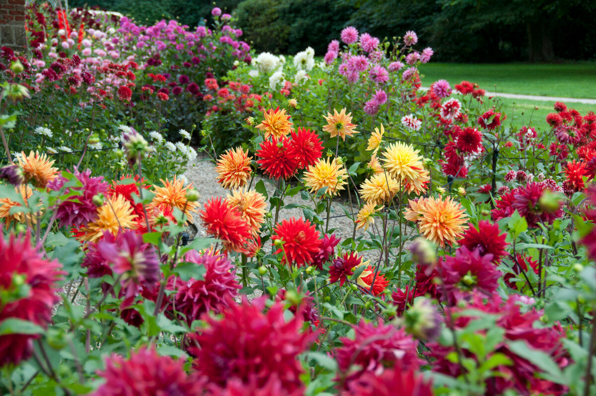 Dahlia Plants for Sale Grown in the UK Roots Plants