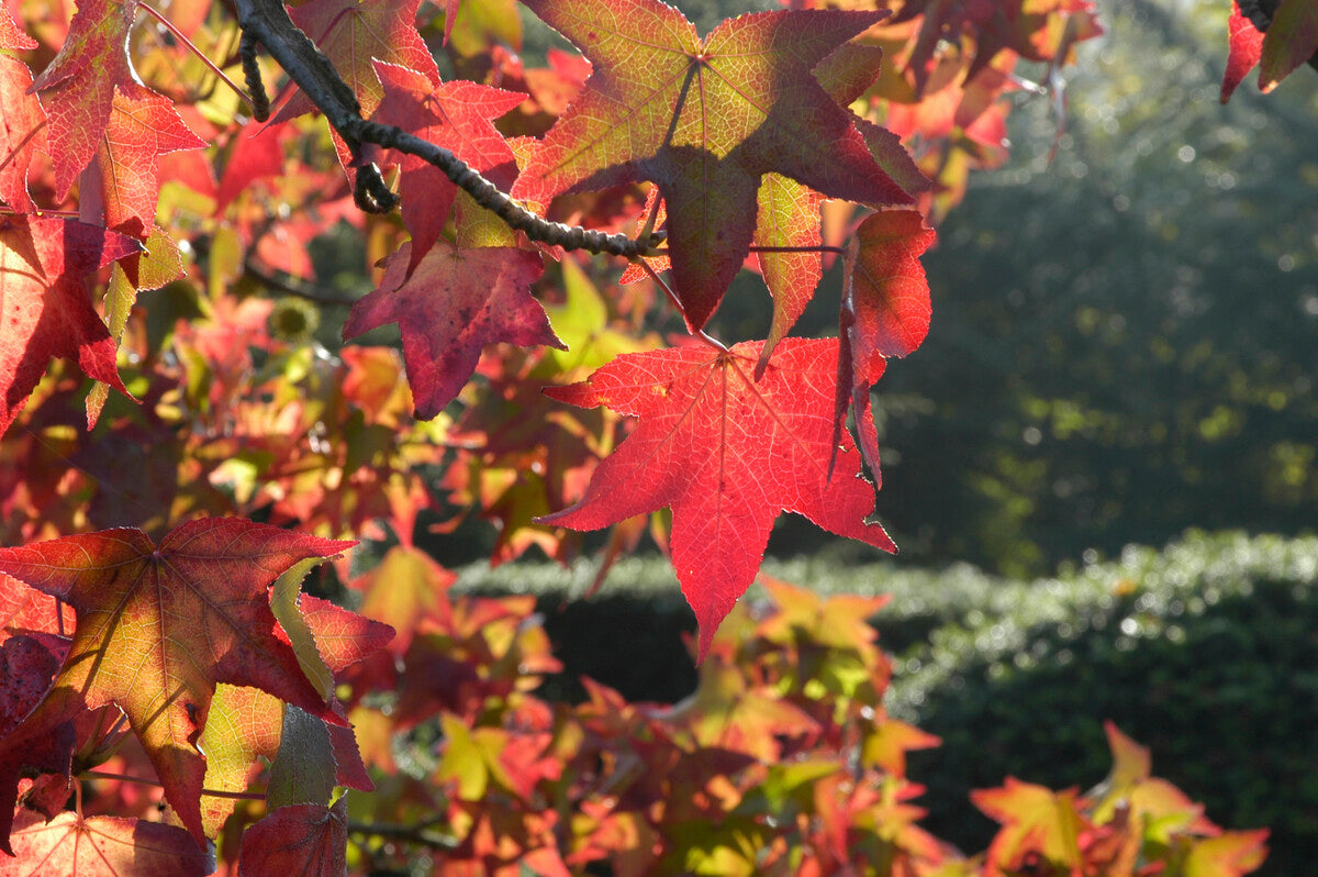 Liquidambar Trees The Finest Sweetgums Grown in the UK Roots Plants