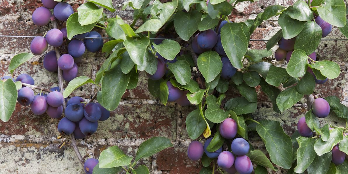 Plum Trees Perfect for UK Gardens Roots Plants
