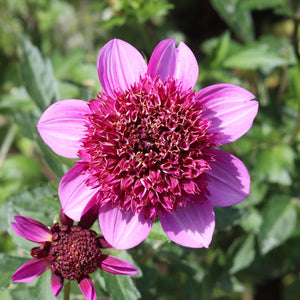 Dahlia 'Poodle Skirt' Perennial Bedding