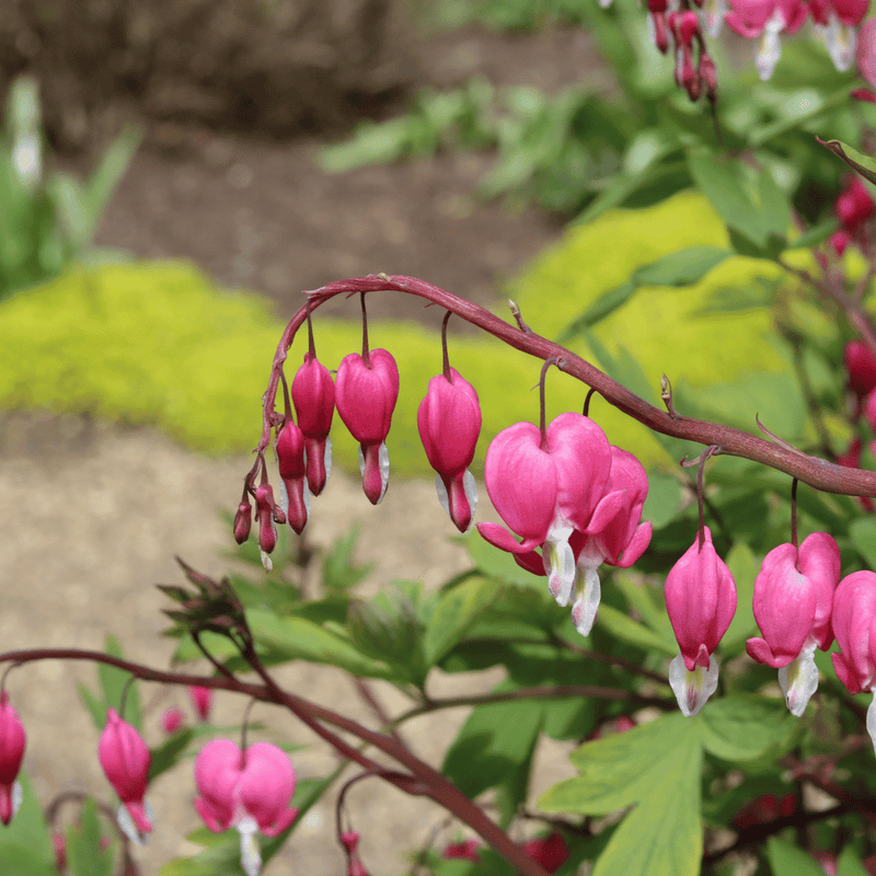 Dicentra Spectabilis Perennial Bedding