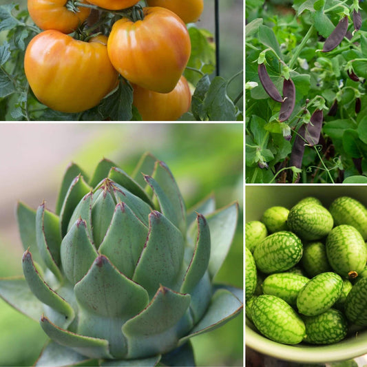 Adventurer's Allotment in a Box | Unusual Vegetables Collection Vegetables