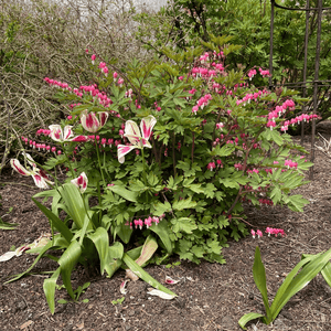 Dicentra Spectabilis Perennial Bedding