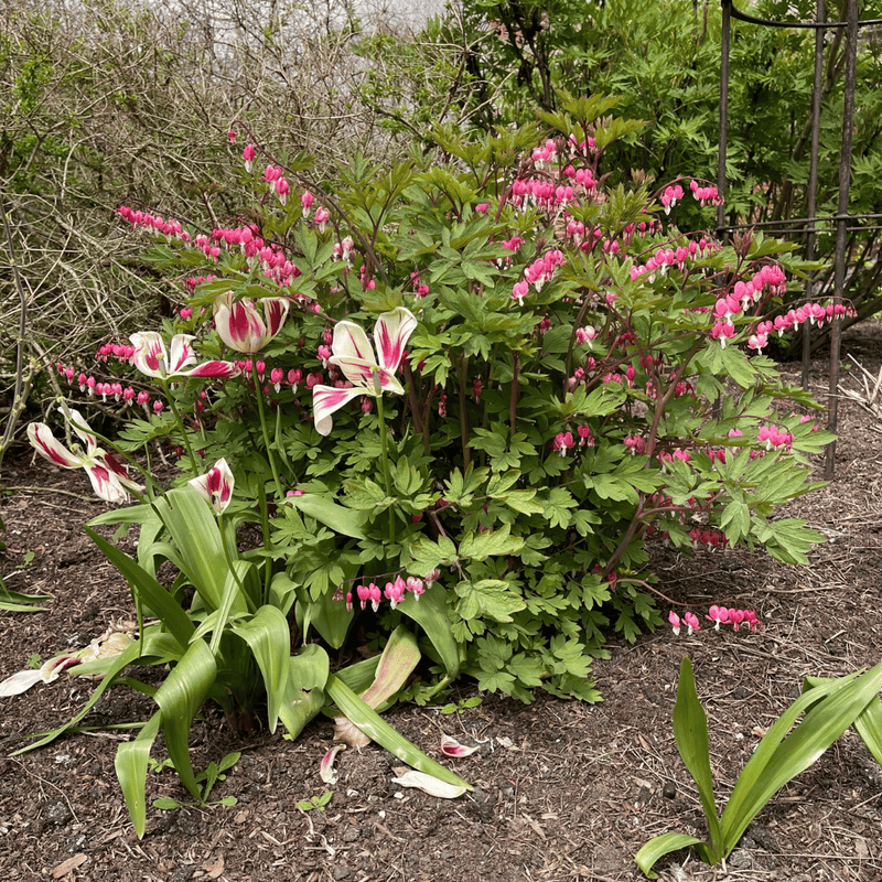Dicentra Spectabilis Perennial Bedding