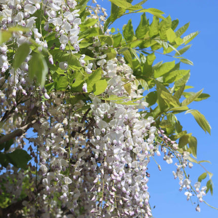 White Japanese Wisteria | Wisteria floribunda 'Alba' Climbing Plants