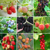 Jam Maker's Fruit Plants Collection | Allotment in a Box Soft Fruit