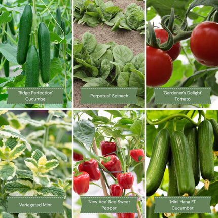 Vegetable Plants for Pots Starter Pack Vegetables