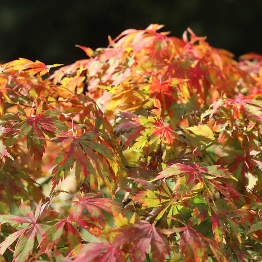 Japanese Maple Tree | Acer palmatum dissectum 'Seiryū' Ornamental Trees