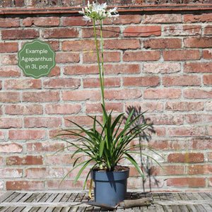 Agapanthus 'Ever White' Perennial Bedding