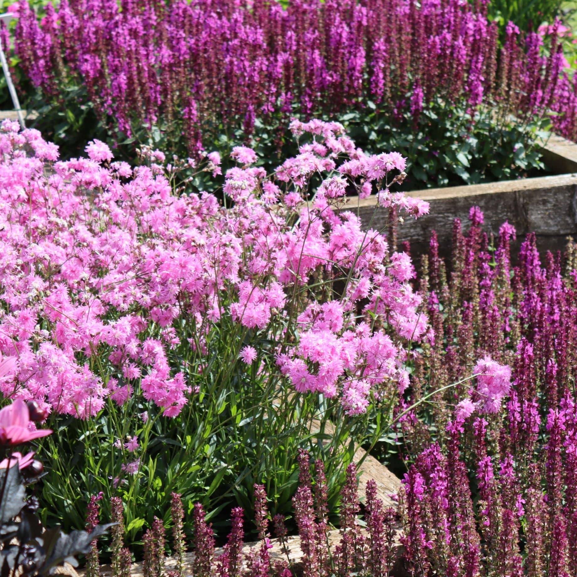 5+ Perennial Flowers Purple Dark Purple Perennial Flowers