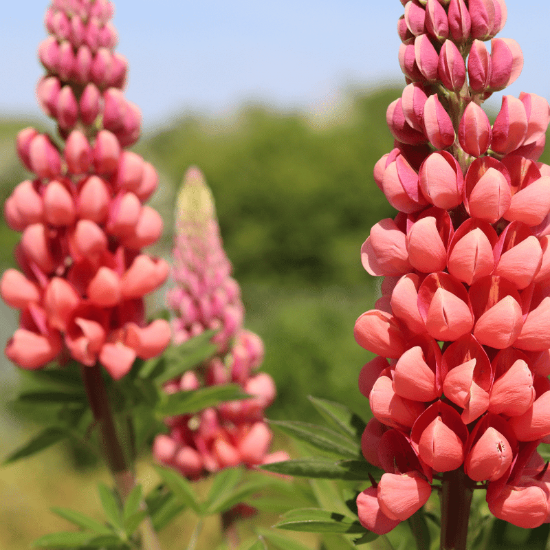 Lupin West Country Tequila Flame Perennial Bedding