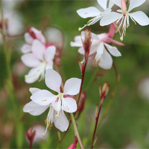 Gaura 'Whirling Butterflies' Perennial Bedding