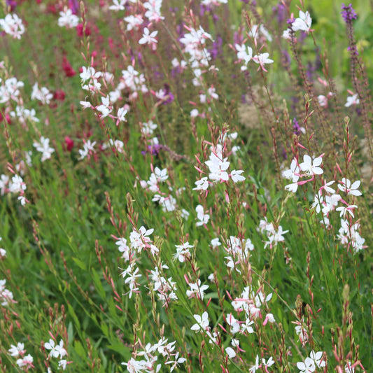 Gaura 'Whirling Butterflies' Perennial Bedding