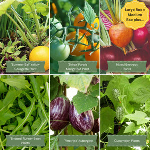 Adventurer's Allotment in a Box | Unusual Vegetables Collection Vegetables