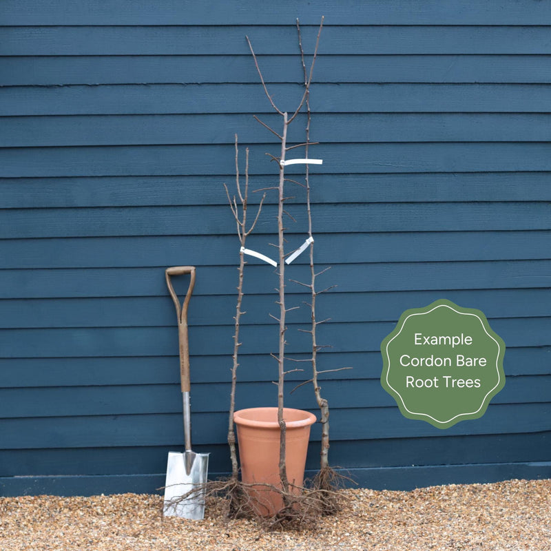 Award-Winning Cordon Fruit Tree Collection | Apple, Pear & Plum Fruit Trees