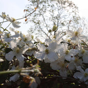 Clematis montana 'Alba' Climbing Plants