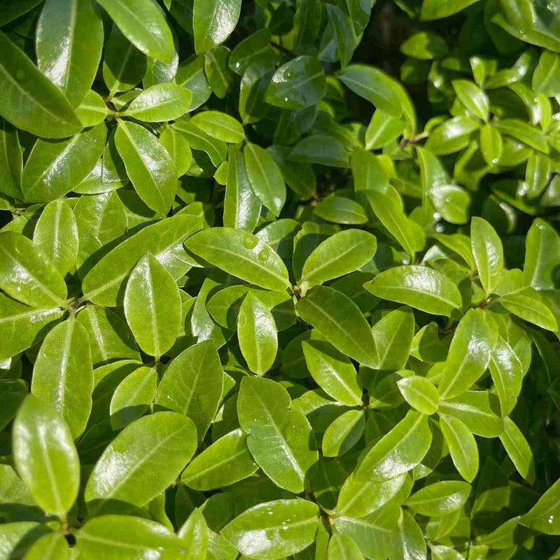 Cherry Laurel Hedging | Prunus laurocerasus 'Rotundifolia' Shrubs