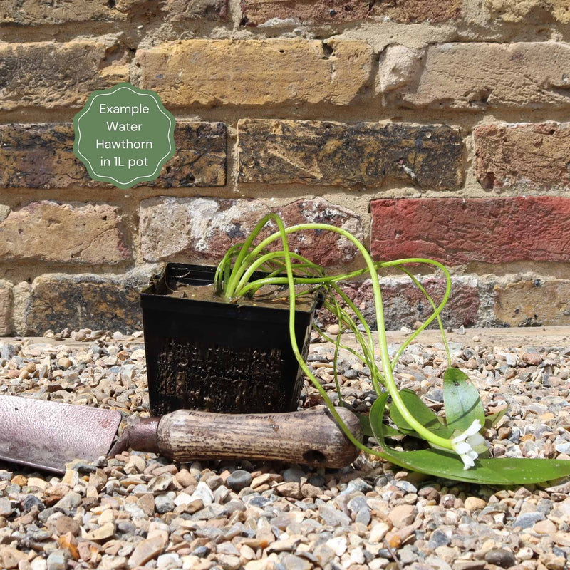 Water Hawthorn | Aponogeton distachyos Pond Plants