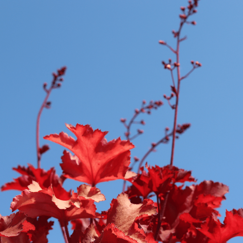 Heucherella 'Red Rover' Perennial Bedding